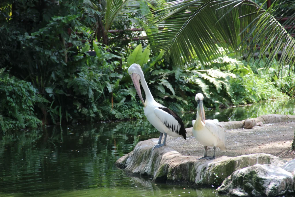 Bali Kuş Parkı'na ziyaret