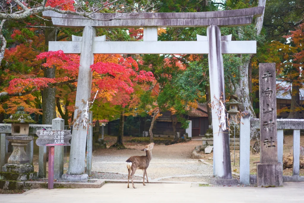 kyoto_japonya_nara_ziyareti