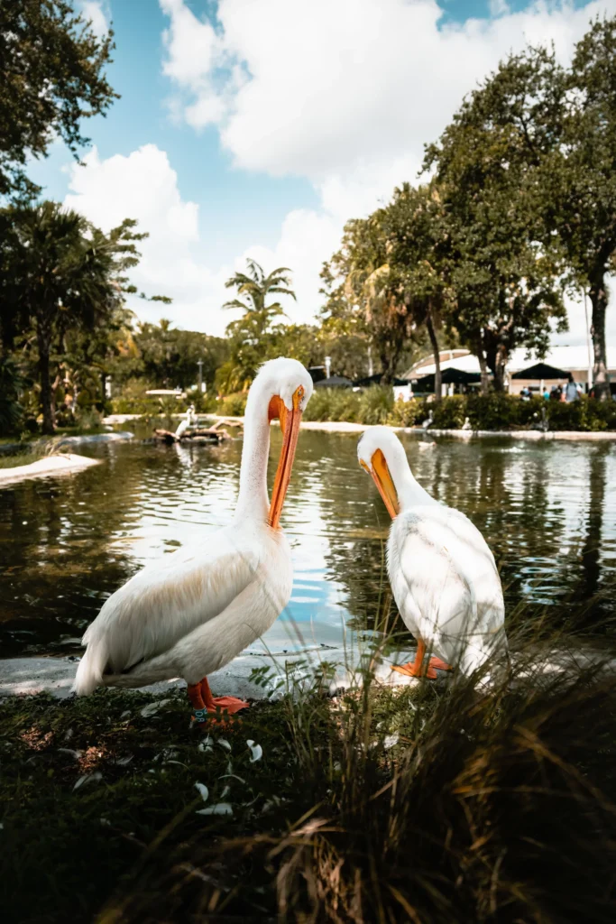 miami hayvanat bahçesi ziyareti