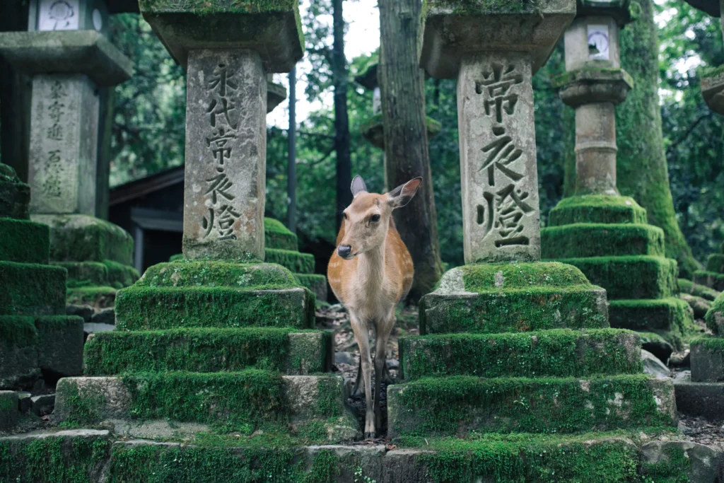 osaka'dan nara'yı ziyaret etmek