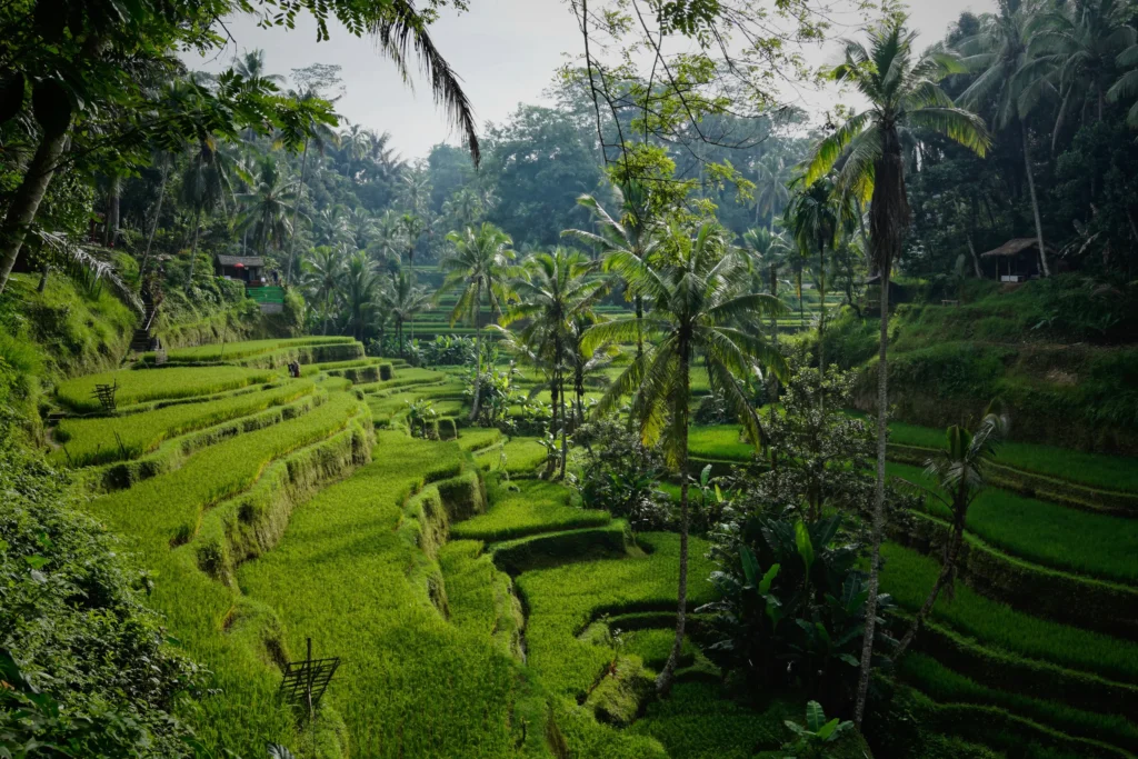 Bali'deki Tegallalang Pirinç Tarlaları ve Terasları