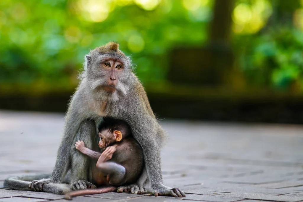 Ubud, Bali'de Maymun Ormanı'nı ziyaret edin